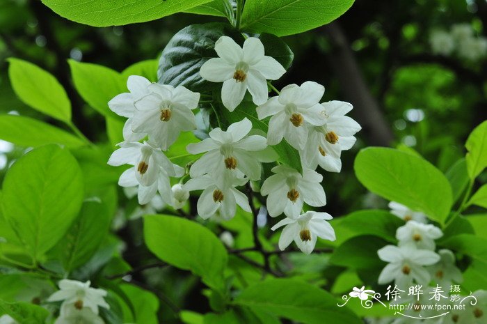 五月开什么花