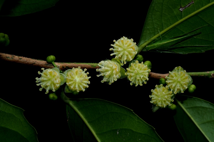 苹果手表系列