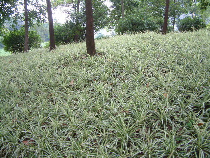 肉肉植物