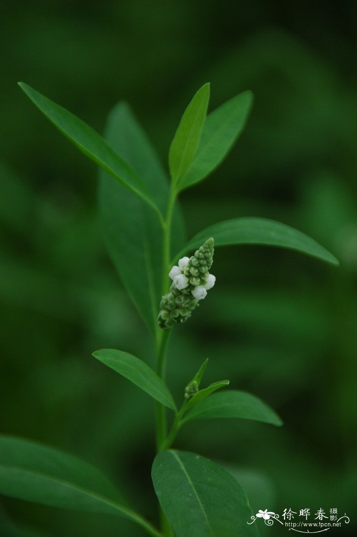 油茶种植