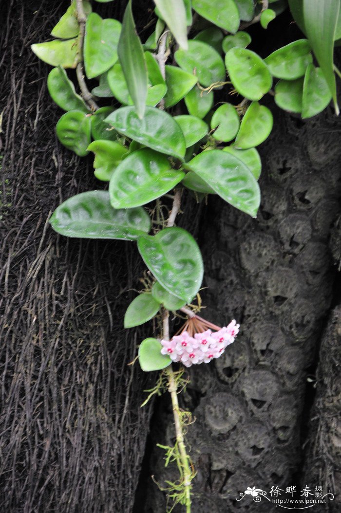 玫瑰花的气味