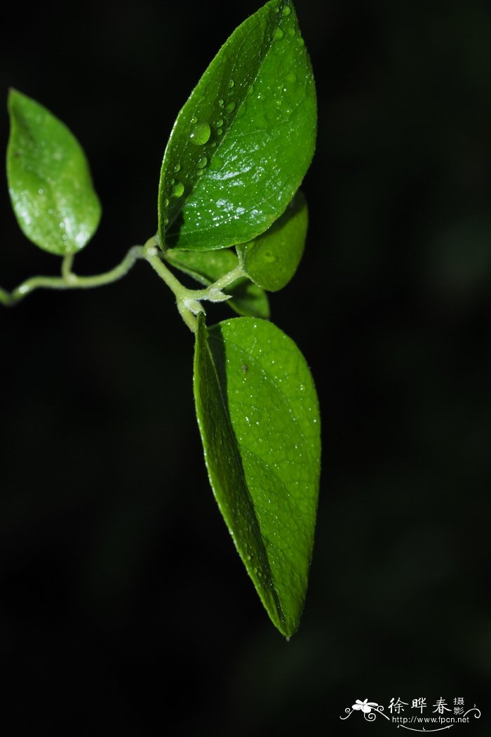 桂花树这一棵要多少钱