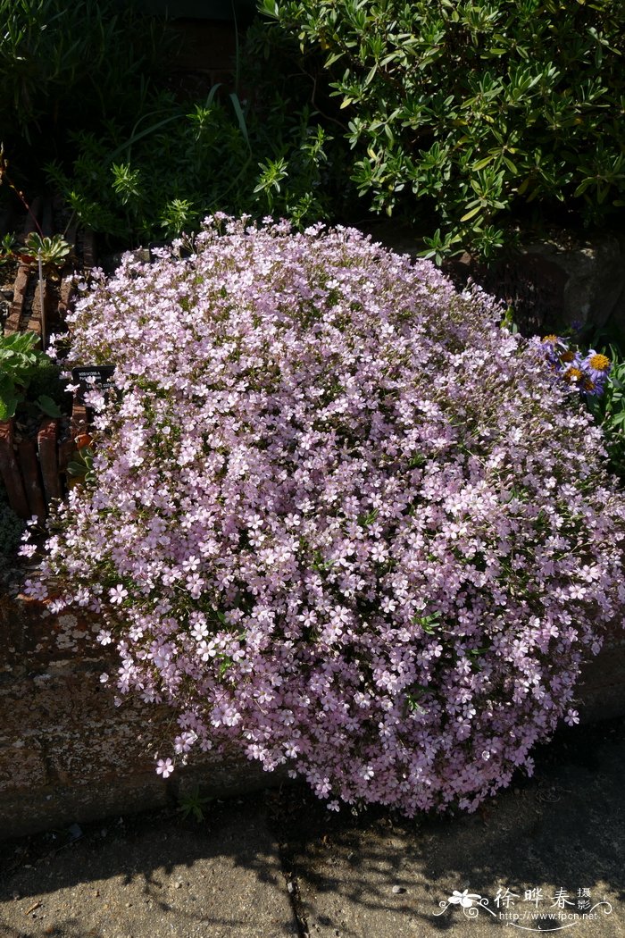 云南罗平油菜花