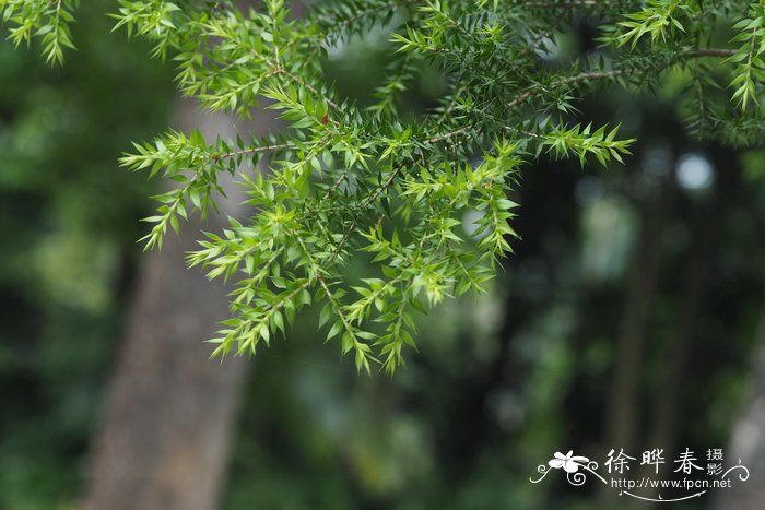 玫瑰花茶的功效