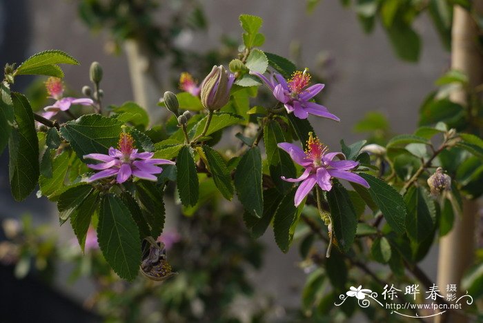 仙人掌开花是什么兆头