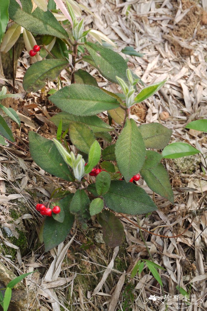 种植香菇大棚一亩投资多少钱