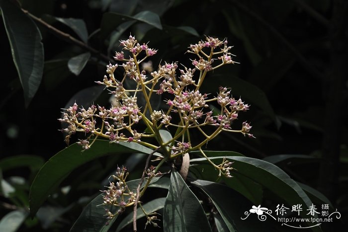 21朵红玫瑰花语是什么