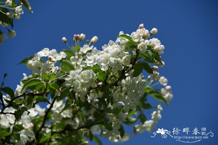 多年生花卉