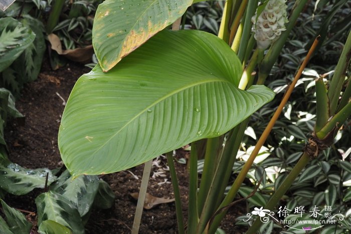 无花果怎么种植方法