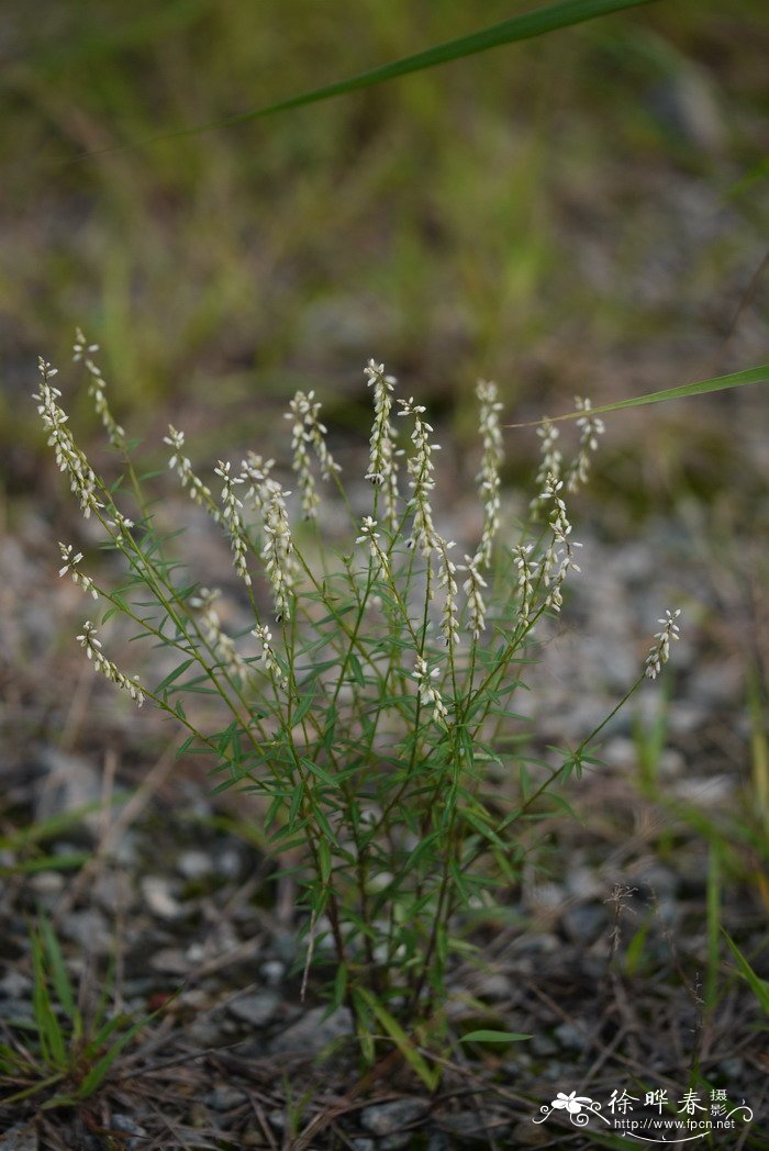 白色菊花