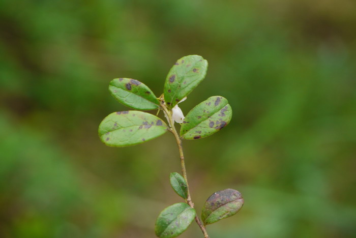 马樱花