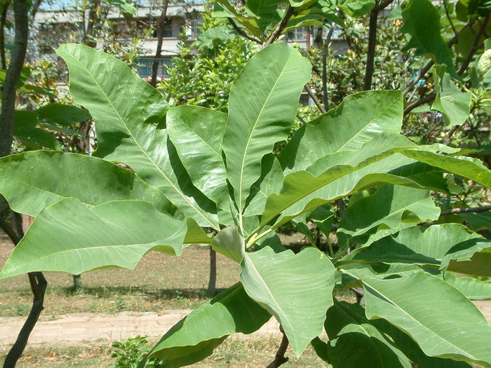 油茶树图片