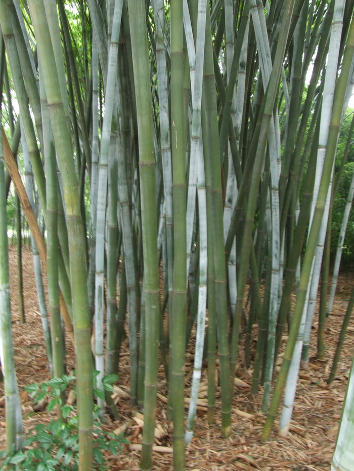 植树节一般种什么树