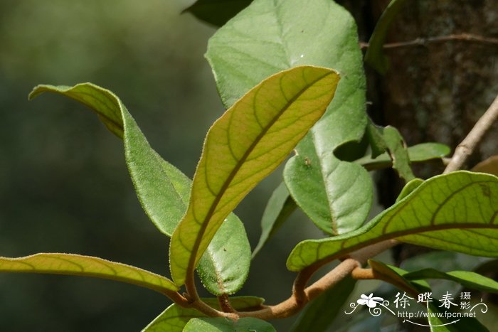 野生荠菜图片