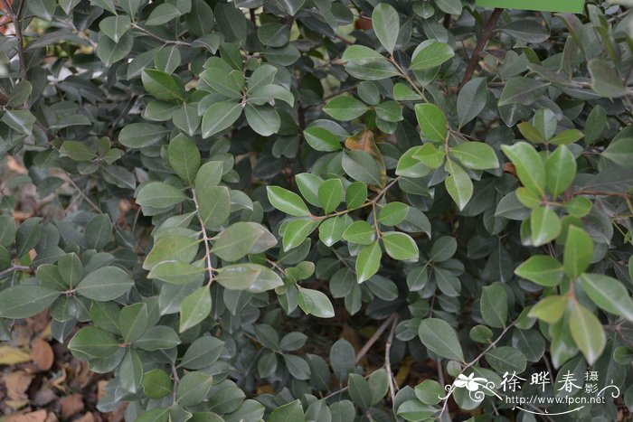 香樟树种植间距多少好