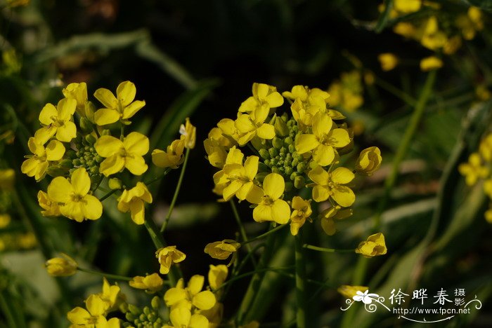 水仙花的样子