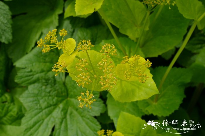 洛阳的市花