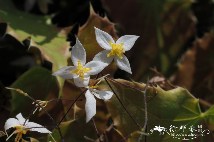 北京樱花