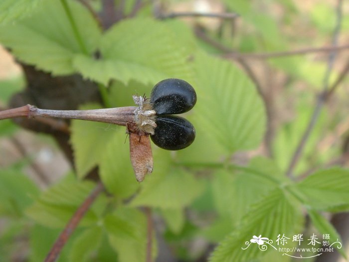 庭院种什么树最好