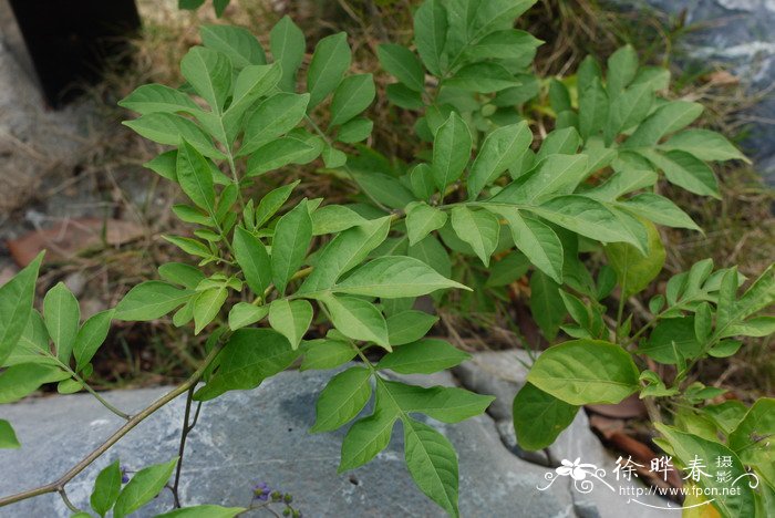 香港紫荆花