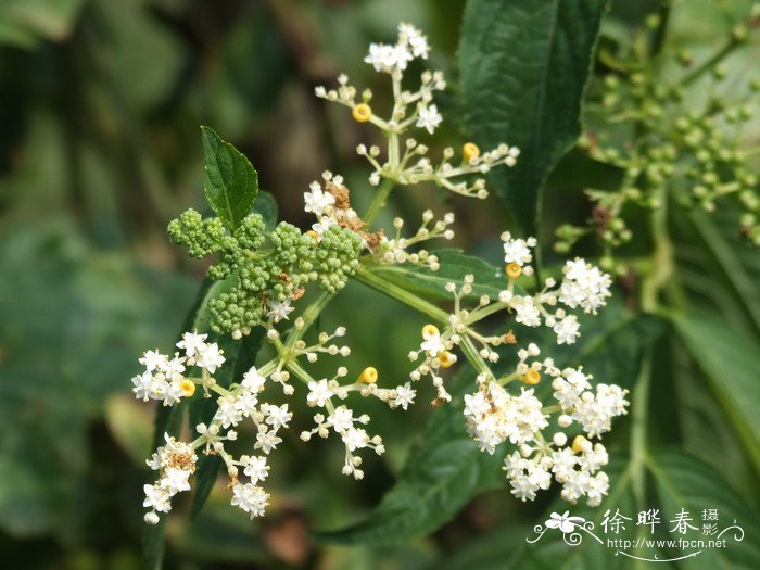 哪里批发花卉