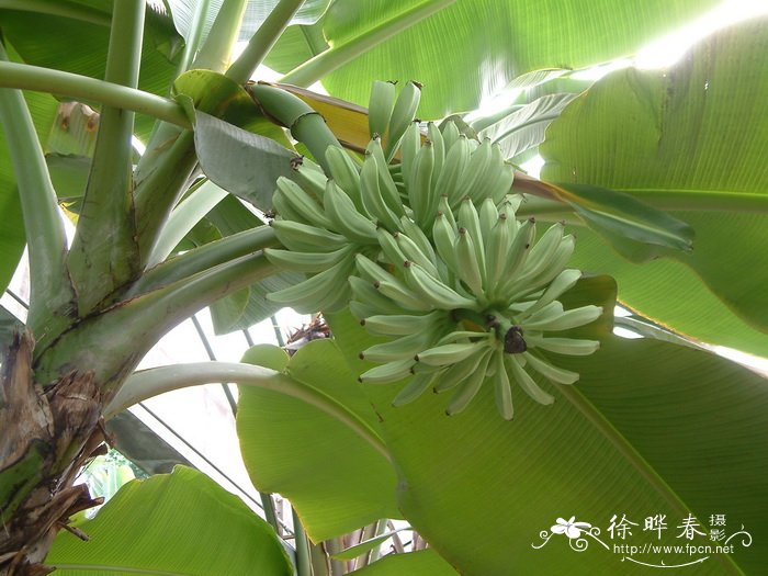 茶花有花苞不开花怎么回事