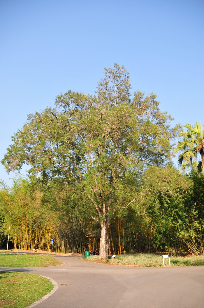 广玉兰树市场价格