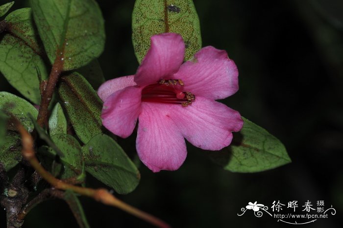 油茶花