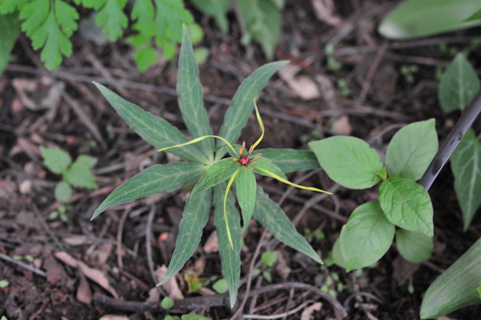 白菊花价格