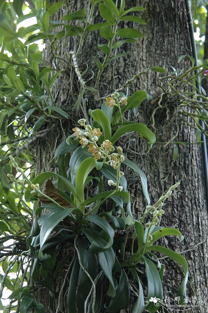 果岭草草坪优缺点