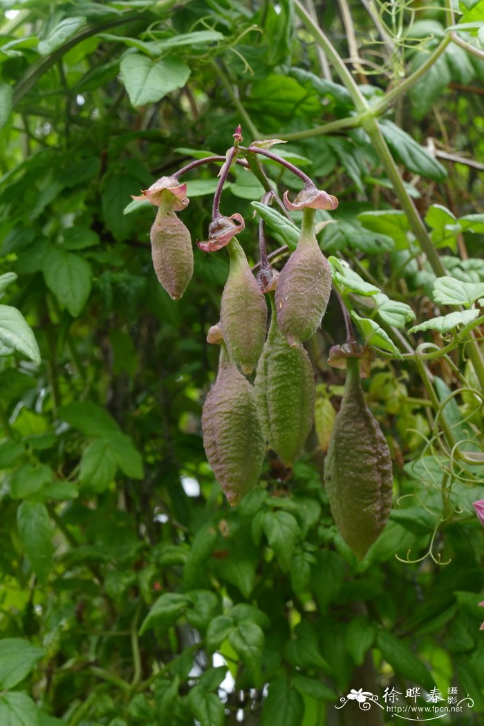 兰香草