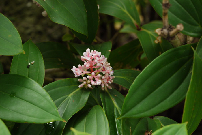 桂味 荔枝