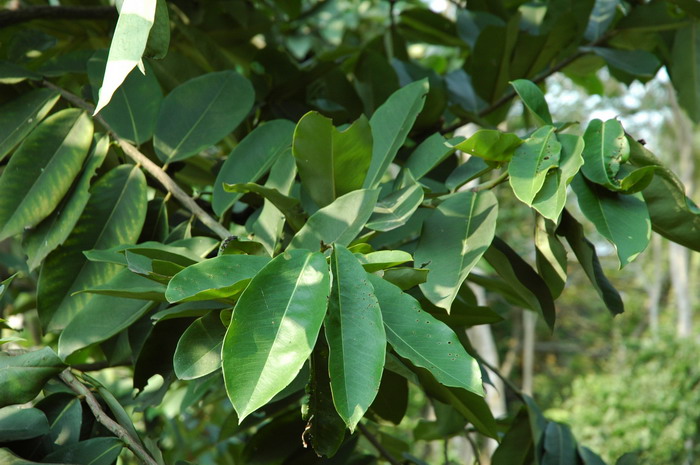 33朵玫瑰花语是什么意思