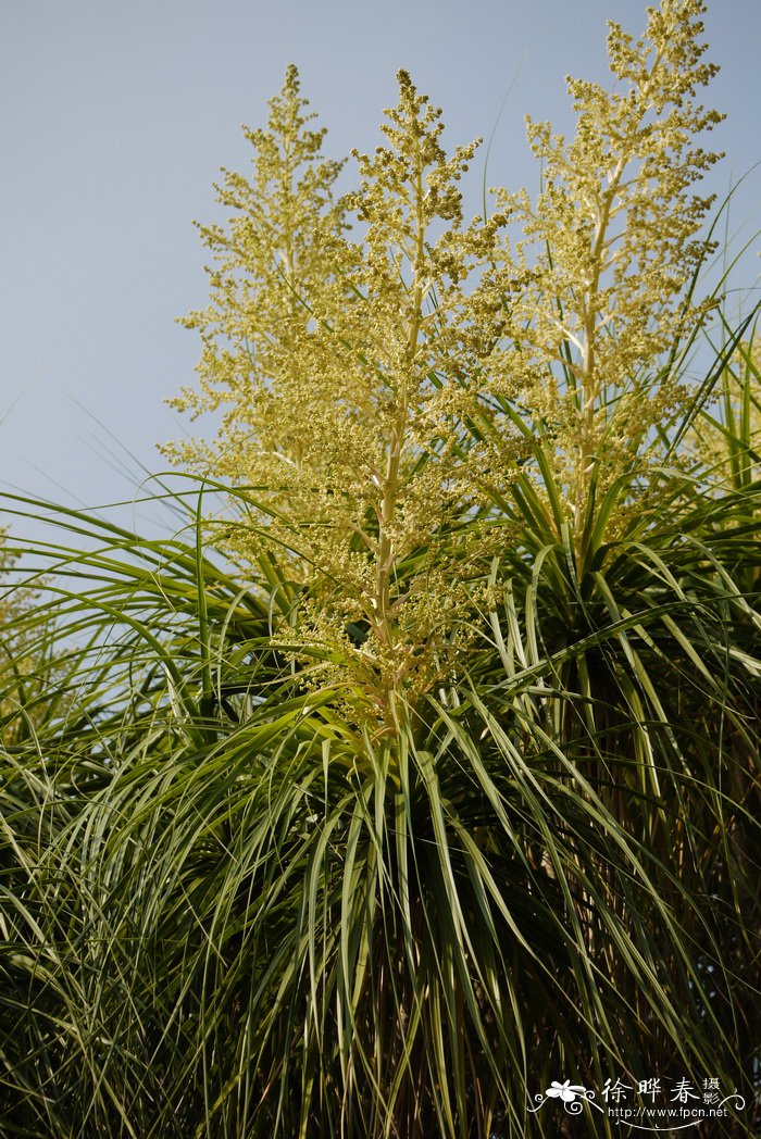 苹果季节