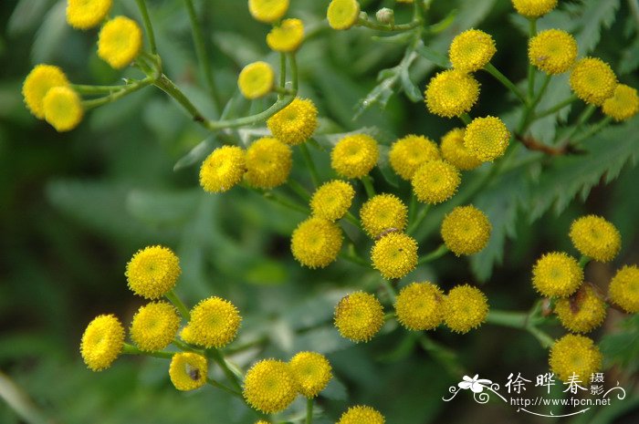 豆科植物有哪些