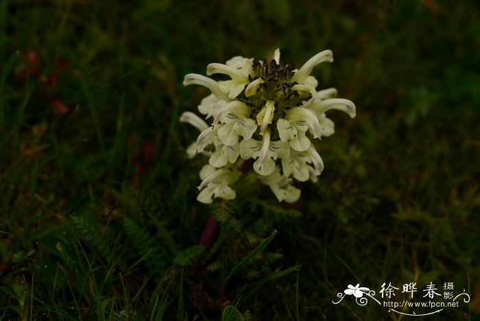 郁金香多久开花