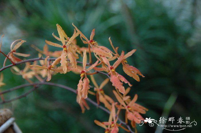 阳台种菜十大危害