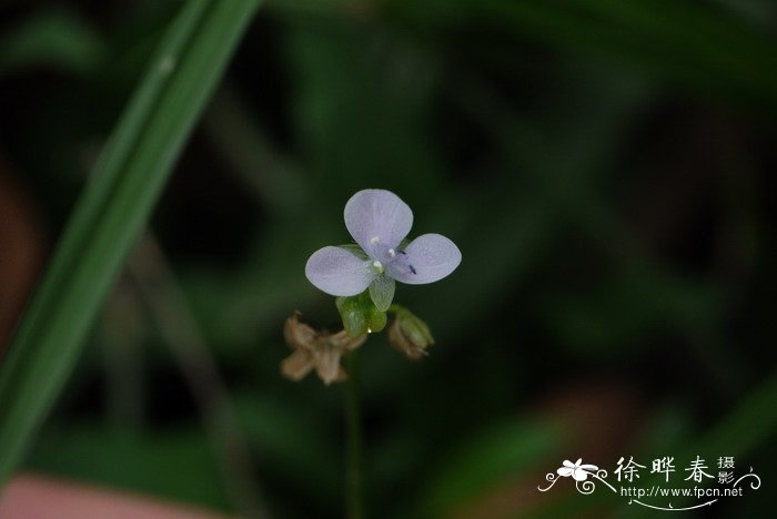 龙骨开花吗开什么样的花