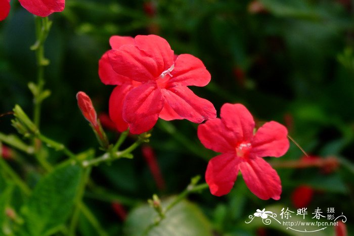 桂花花期