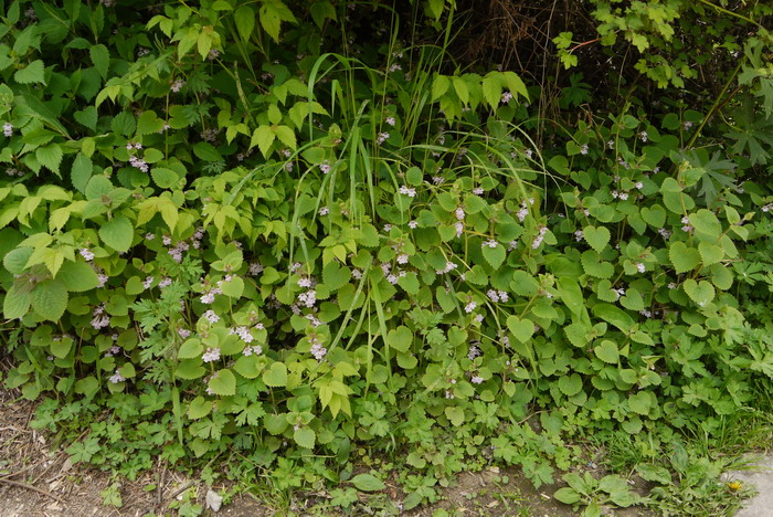 紫荆花