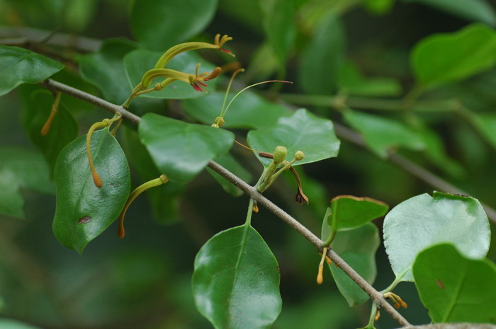 无花果怎么种植方法