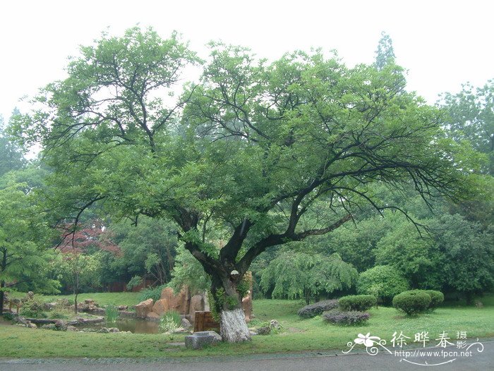 西瓜什么时候种植最好