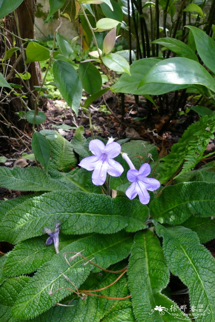 郁金香几月份种植最好