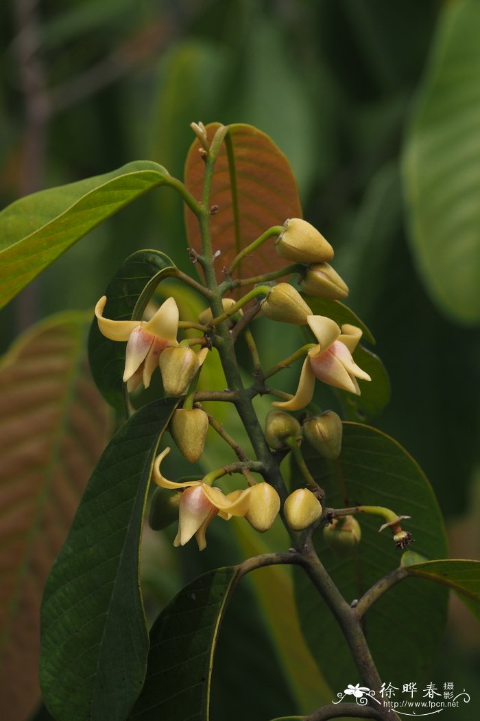 茶花怎么养家庭养法