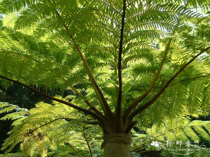 野生荠菜图片