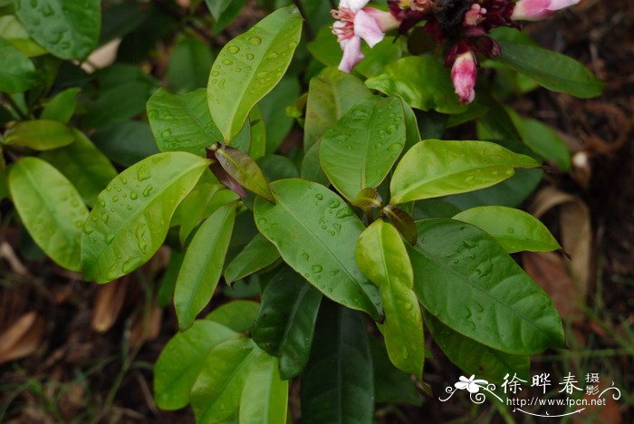 虎头茉莉的养殖方法和注意事项