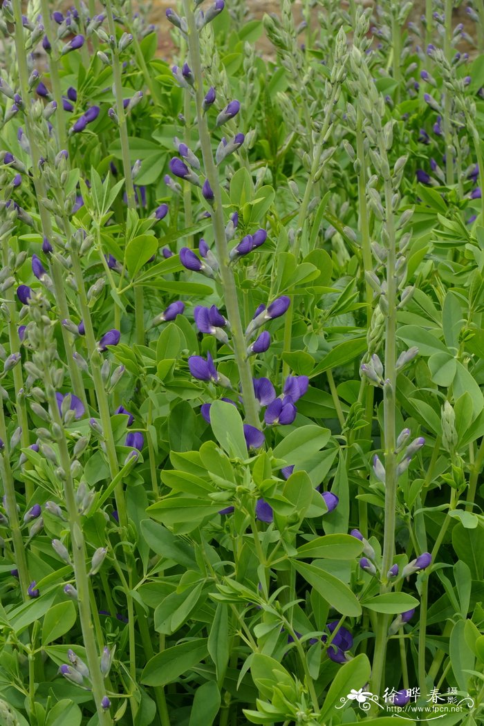 白兰花养护技术