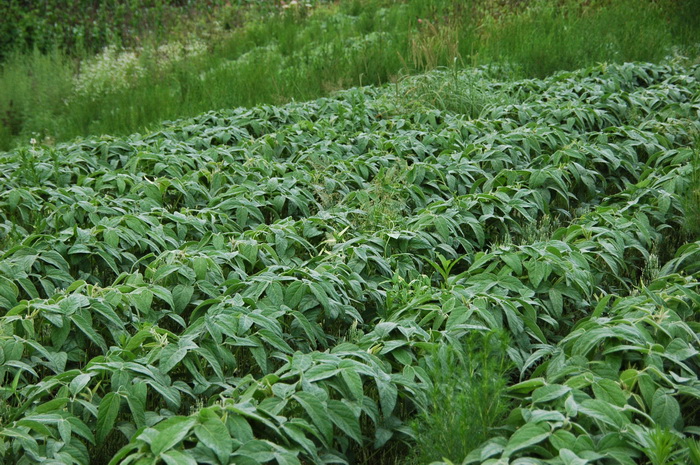 苹果种植技术与管理