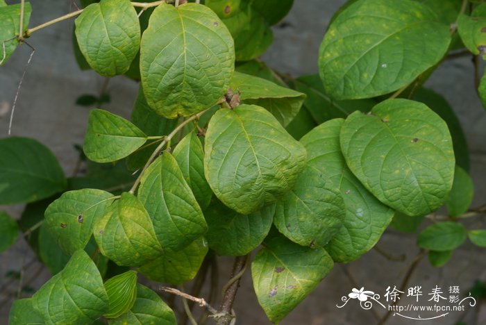 黄花风铃木的花语