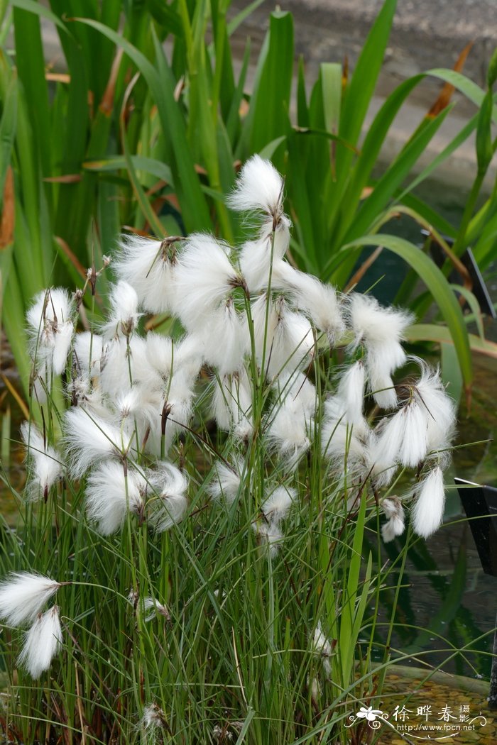 鲜花蛋糕图片 唯美